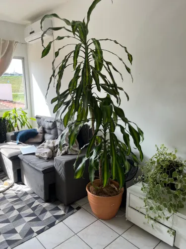 Vaso com planta Dracena de pau d?água