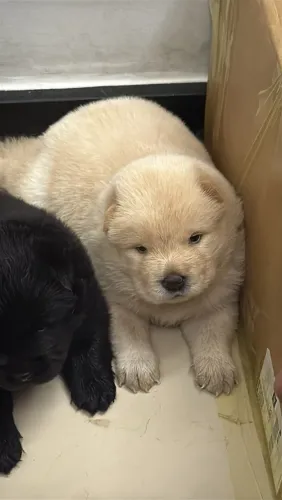 CHOW CHOW