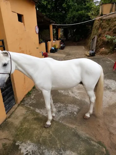 Cavalo de Marcha Picada 