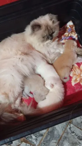Gato persa fêmea e macho