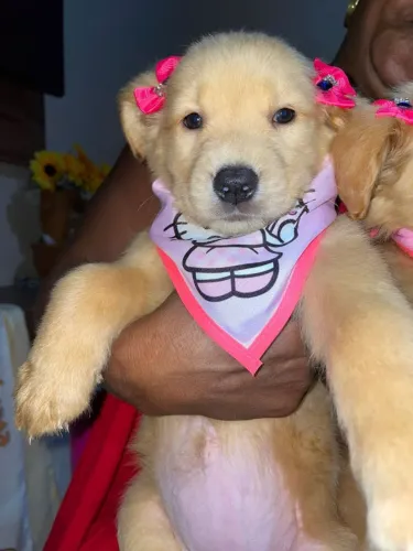 Golden Retriever - filhote Fêmea