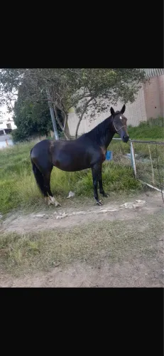 Vendo égua ou negócio em Ponei ou piqueira