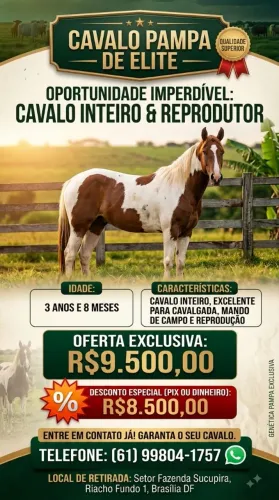 Cavalo Pampa de Elite