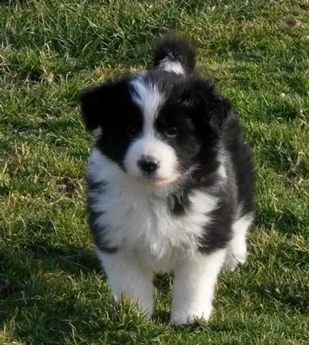 Border Collie - Um Cachorrinho Que Merece Seu Próximo Contato