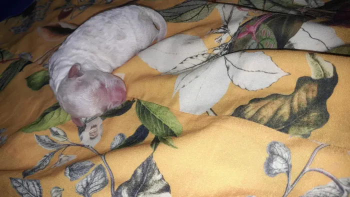Vende-se poodle toy