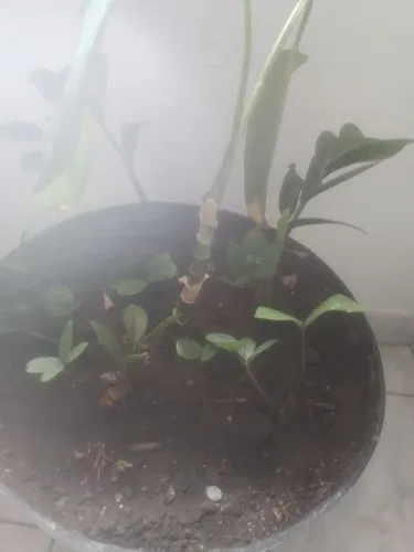 Planta africana em crescimento
