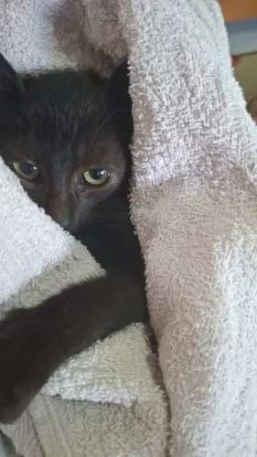 Doa se filhote de gata