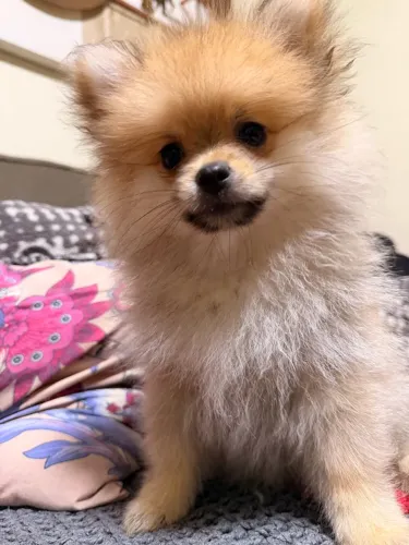 Spitz Alemão fêmea 2 meses
