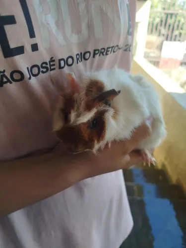 Porquinha da índia fêmea