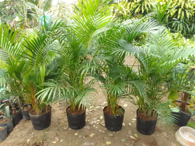 Plantas