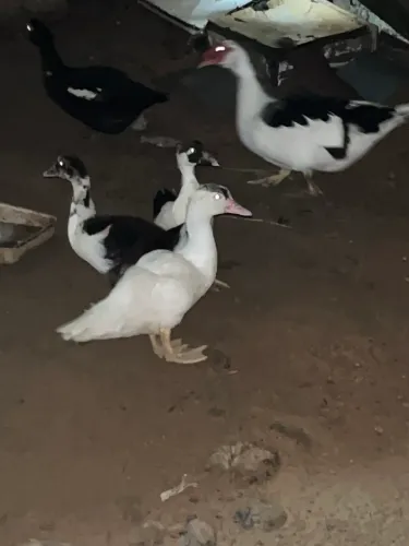 Patos Domésticos 