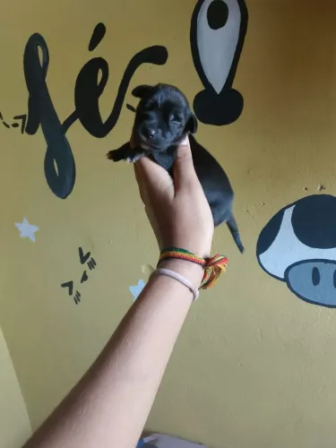 FILHOTES DE PINSCHER COM FOX PAULISTINHA NÚMERO 2
