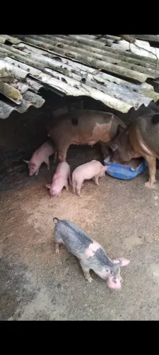 Porco e cavalo vendo 