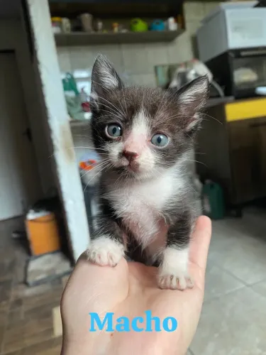 Filhotes de gatinhos