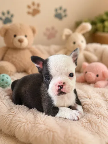 Buldogue francês 