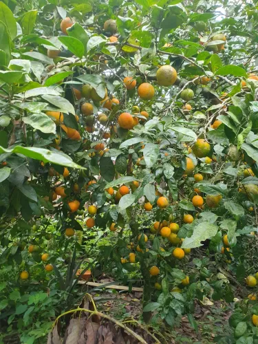 Chacara no Jaceguava - SP