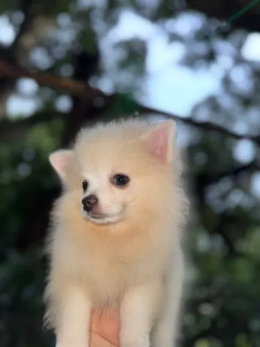 Filhote de Lulu pedigree