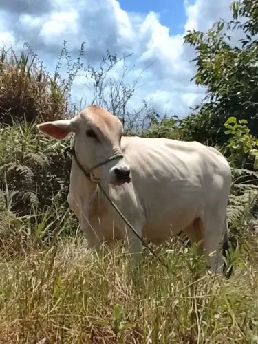 Manhosa
