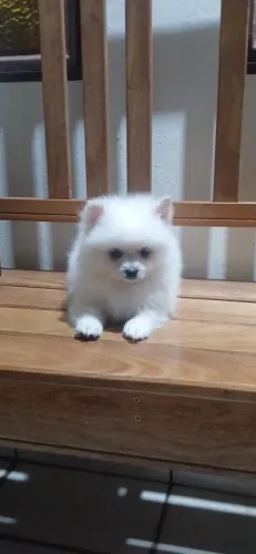 Spitz Alemão 