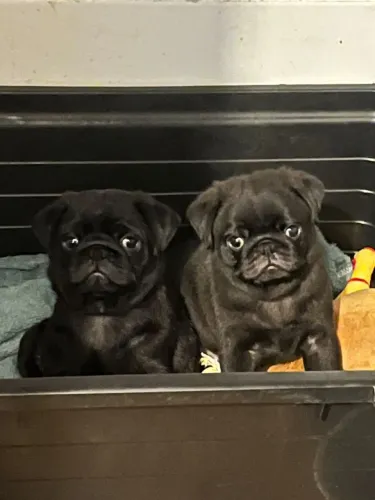 Filhote de Pug .
