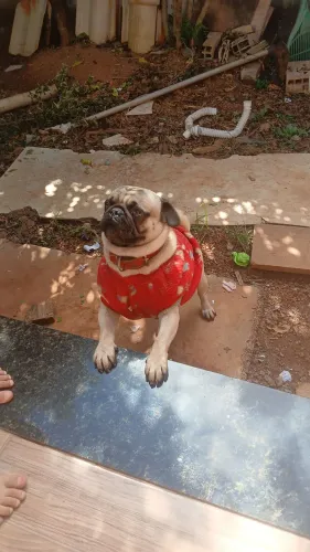 Pug para cruza