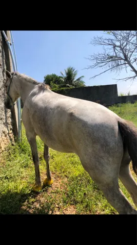 Vendo cavalo 