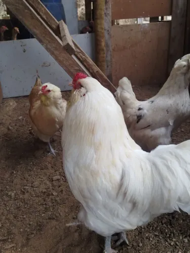 Galo Ameraucana com duas galinhas