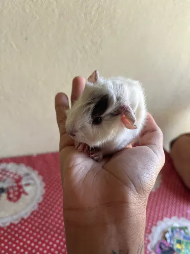 Porquinho da índia 