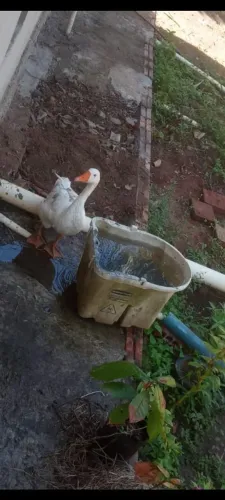Vendendo ganso