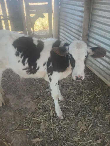 Vendo bezerro raça girolando