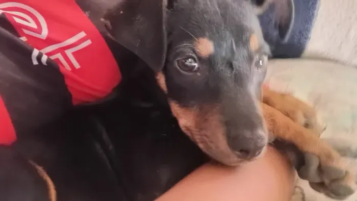 Doace cachorinho