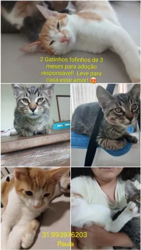 Lindos gatinhos para adoção responsável!