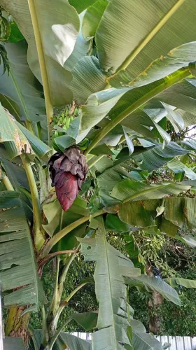Mudas de Bananeiras Maçã de R$25,00 a 50,00