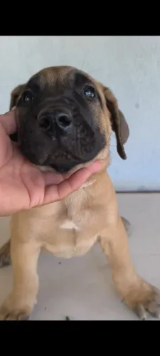 Filhote Presa canário