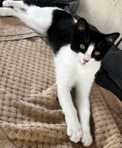 Gata adoção 