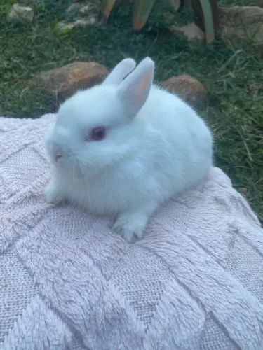 Coelho Anão Netherland Dwarf filhote