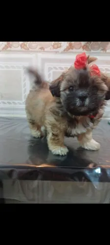 Vendo shih Tzu fêmea 1 ano, vermifugada, vacinada 