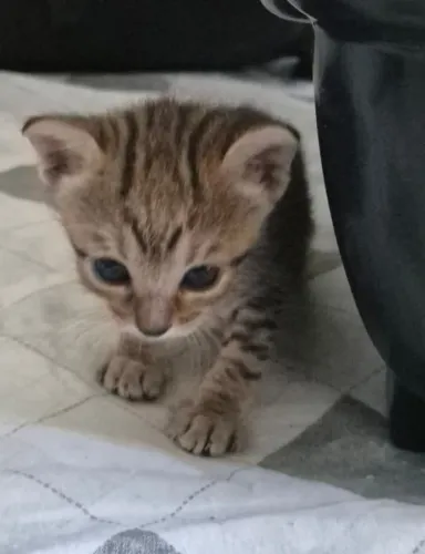 Filhotes de gatinhos para adoção responsável 