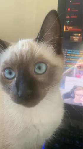 Doa-se gata filhote