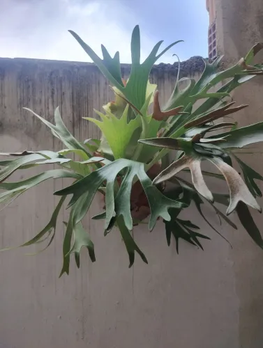 Planta chifre de veado ?