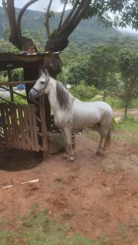 Cavalo registrado 