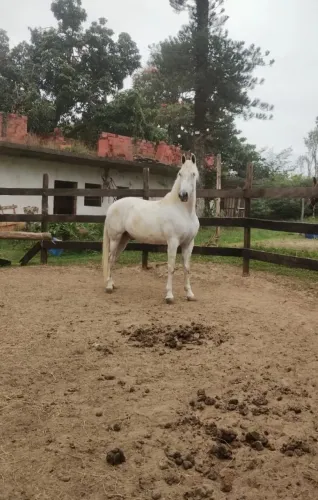 Cavalo 