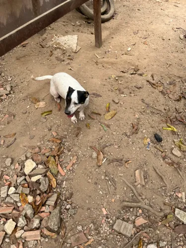 Cachorrinha para adoção responsável