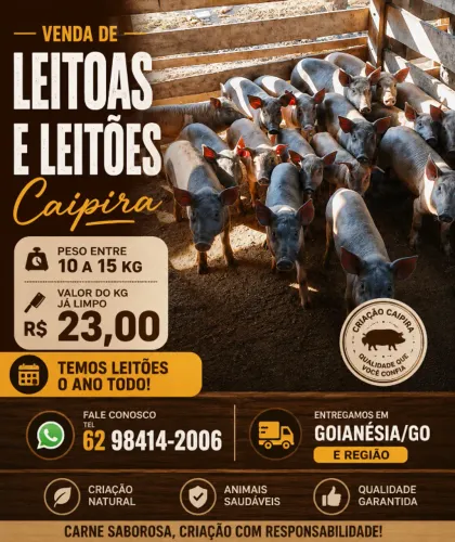 LEITOAS E LEITÕES CAIPIRAS
