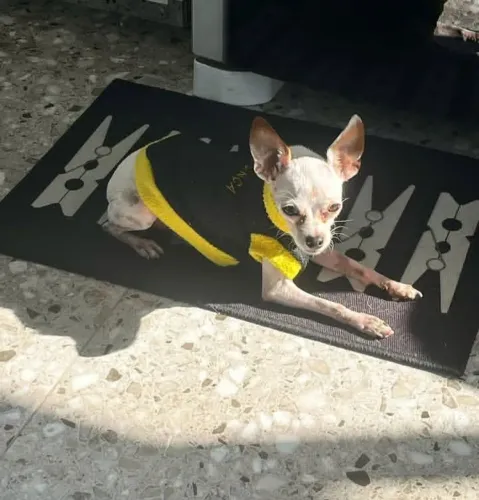 2 FÊMEAS MINIATURA PINSCHER