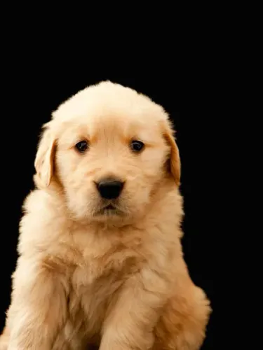 ? Golden Retriever Disponível | Consulte Fotos e Vídeos