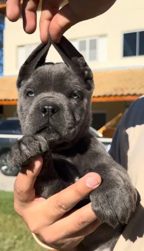 Cane corso macho filhote