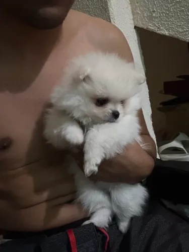 Spitz alemão anão 