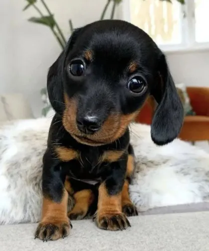 Dachshund - Filhotes com Acompanhamento e Suporte Garantidos