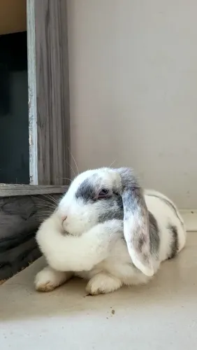 Coelha mini lop australiano
